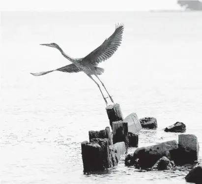  ?? PAUL W. GILLESPIE/BALTIMORE SUN MEDIA GROUP ?? A great blue heron takes flight from a piling in Herring Bay in the Fairhaven neighborho­od of Anne Arundel County on an autumnal Wednesday morning.