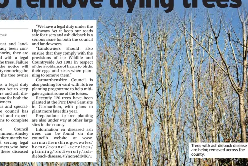  ?? DARREN PEPE ?? Trees with ash dieback disease are being removed across the county.