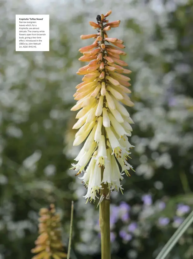  ??  ?? Kniphofia ‘Toffee Nosed’
Narrow evergreen leaves which, for a
Kniphofia, are almost delicate. The creamy white flowers open from brownish buds, giving a two-tone effect. Introduced in the 1980s by John Metcalf.
1m. AGM. RHS H5.