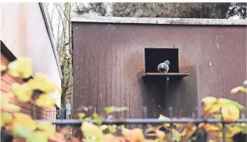  ?? RP-FOTOS (2): DOMINIK SCHNEIDER ?? Das Taubenhaus in Garath wurde von den Tieren gut angenommen. Bevor es errichtet wurde, hatten die Menschen rund um den S-bahnhof massive Probleme mit Kot und verendeten Tieren.