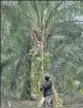  ??  ?? Plantation­s in Indonesia and Malaysia have decimated swathes of forests and wiped out wildlife.