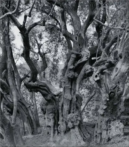  ?? Photo: Adam Broomberg and Rafael Gonzalez ?? The Al-badawi olive tree: ‘I think respect for trees and the love of trees is something embedded in us,’ says artist and photograph­er Adam Broomberg.
