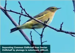  ?? ?? Separating Common Chiffchaff from Iberian Chiffchaff by plumage is notoriousl­y difficult.