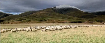  ??  ?? Tests show that lamb raised on Shortlands Station in Otago is distinct from other farms in the region.