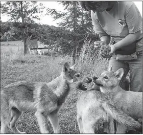  ?? The New York Times/ANDREW SPEAR ?? Dana Dreznek feeds pups at Wolf Park in Indiana on Nov. 14.