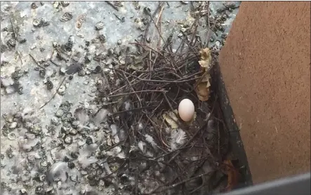  ??  ?? Pigeons and their nests and mess are causing a headache for residents in Dumbreck Court