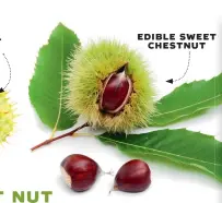  ??  ?? edible sweet chestnut