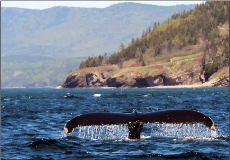  ??  ?? A fin whale, among others, was spotted on a whale-watching excursion off the Gaspe Peninsula.