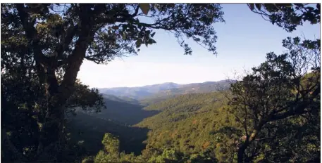  ?? (Photo doc Dominique Fournioux) ?? Une forêt dense, dans laquelle se nichent des trésors d’histoire et de patrimoine, comme le Sanctuaire Notre-Dame-des-Anges ou la Char- treuse de la Verne, entre autres… Les Maures comptent aussi des plaines agricoles et une façade littorale.