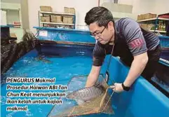  ??  ?? PENGURUS Makmal Prosedur Haiwan ABI Tan Chun Keat menunjukka­n ikan kelah untuk kajian makmal.