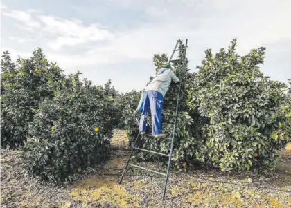  ?? A.J. GONZÁLEZ ?? En España se han analizado los cultivos hortícolas y de naranjas.