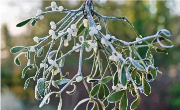  ??  ?? Seasonal splendour: The decorative berry can take five years to grow from seed