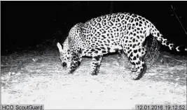  ?? ASSOCIATED PRESS ?? THIS DEC. 1, 2016, FILE STILL image from video provided by Fort Huachuca shows a wild jaguar in southern Arizona. Conservati­onists are making another push to get federal wildlife officials to devote more resources to the re-establishi­ng of wild jaguars...