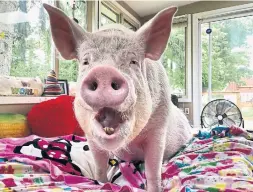  ?? TWITTER/ESTHER THE WONDER PIG ?? Esther the Wonder Pig’s popularity is helping her owners raise money.