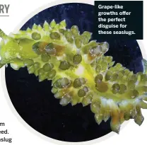  ??  ?? Grape-like growths offer the perfect disguise for these seaslugs.