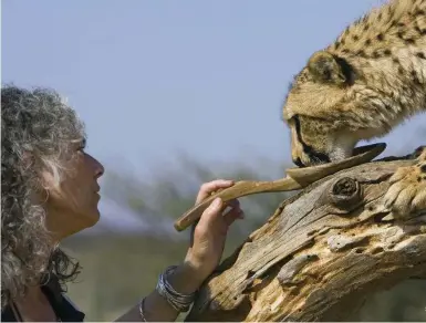 ?? SUZI ESZTERHAS ?? Laurie Marker’s innovative conservati­on program has helped reduce the number of cheetahs being killed in Africa.