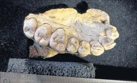  ?? Gerhard Weber University of Vienna ?? A FRAGMENT ofa Homo sapiens upper jawbone discovered in an Israeli cave dates back between 194,000 and 175,000 years. It is the earliest known modern human fossil to be found outside Africa, where scientists had long believed modern humans left about...