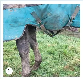 Turnout rugs: what can go wrong? - PressReader