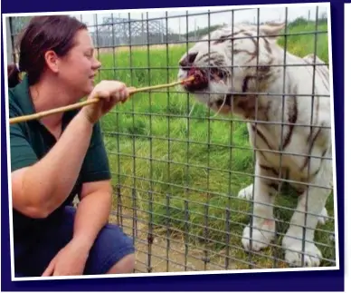  ?? Picture: SWNS ?? Tragic: Rosa King with a tiger at Hamerton Zoo