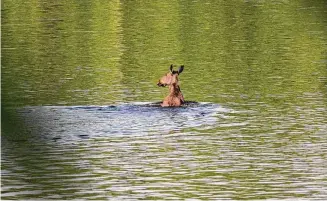  ?? Hearst Connecticu­t Media ?? A moose swims across the Connecticu­t River.