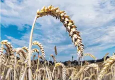  ?? FOTO: DPA ?? Während das menschlich­e Erbgut rund 20 000 Gene enthält, fanden die Forscher beim Weizen mehr als 100 000 Gene.
