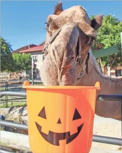  ?? Chattanoog­a Zoo ?? Boo in the Zoo is set for three weekends in October.
