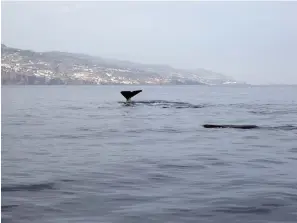  ??  ?? VAL. Kaskeloter trivs i havet utanför Madeira.