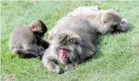  ??  ?? Children had the chance to help feed snow monkeys