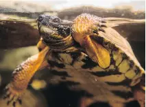  ??  ?? A wood turtle swims at the museum’s reptile exhibit, which includes both turtles (in water) and tortoises (on land). The show runs until April 8.