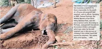  ??  ?? THE KERALA Forest department has launched a manhunt for those responsibl­e for the death of a 15-year-old pregnant wild elephant, said an official. Speaking to IANS, Samuel Pachuau, the Wildlife Warden of the Silent
Valley National Park, said this was a serious crime. According to Pachuau, some people had placed firecracke­rs inside a pineapple which was eaten by the wild elephant and, in the process of chewing it the cracker burst and injured the elephant. The animal died of its injuries. |