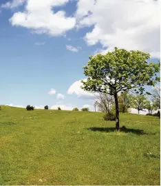  ?? Foto: Schneid ?? Die Pflege der benachbart­en Natur – hier ein Bild des Kesseltals – ist der Schwer punkt der Arbeit des Bund Naturschut­z Tapfheim.