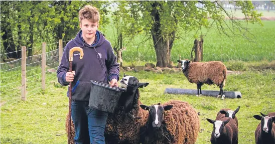  ?? Picture: Steve MacDougall. ?? Archie Downie alongside some of his sheep which have suffered two attacks by dogs in recent days.