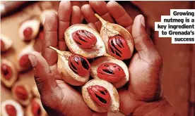  ?? ?? Growing nutmeg is a key ingredient to Grenada’s
success