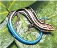  ?? ?? The blue-tailed skink lizard is one of the species at risk of extinction in Australia