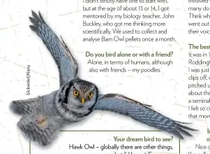  ??  ?? Your dream bird to see? Hawk Owl – globally there are other things, but I’d keep it European.