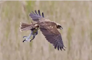  ??  ?? TOP A female catches a mid-air food delivery in the spectacula­r courtship ritual ABOVE Due to their larger size, females are able to prey on bigger birds, such as gull chicks