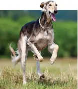  ??  ?? Ancient breed: The graceful Saluki