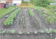  ?? SHARON MONTGOMERY-DUPE/CAPE BRETON POST ?? Seen here is the vegetable garden at the Glace Bay Food Bank. The garden provides fresh vegetables to clients but the produce is also served as part of the meals at the food bank.