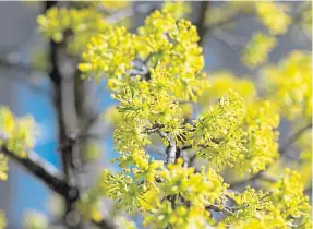  ??  ?? A ‘Cornelian Cherry’ in full bloom is a sure sign that spring’s finally arrived.