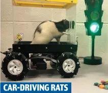  ?? ?? CAR-DRIVING RATS