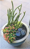  ?? NOELLE JOHNSON VIA AP ?? A DIY flower container: Crown of Thorns (Euphorbia milii), Lady’s Slipper (Pedilanthu­s macrocarpu­s), Variegated Elephants Food (Portularca­ria afra) and a blue-gray cactus.