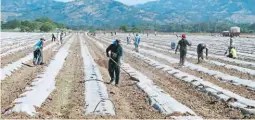 ?? FOTO: EL HERALDO ?? El sector agropecuar­io de Honduras reporta cifras positivas en el transcurso del año.