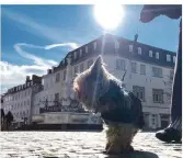  ??  ?? Faraa trägt einen Hundeparka. Die strahlende Sonne auf dem St. Johanner Markt täuscht: Es ist bitterkalt.