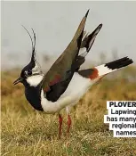  ?? ?? PLOVER
Lapwing has many regional
names