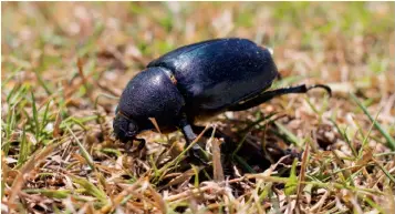Where have all the beetles gone? | Good Organic Gardening | PressReade­r