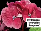  ?? ?? Hydrangea ‘Merveille Sanguine’