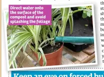  ??  ?? Direct water onto the surface of the compost and avoid splashing the foliage