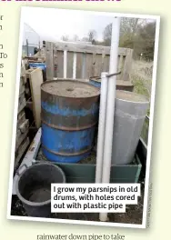  ??  ?? I grow my parsnips in old drums, with holes cored out with plastic pipe