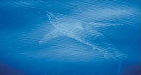  ?? Foto: Meeresfors­chungszent­rum Alnitak, dpa ?? Dieses vom spanischen Meeresfors­chungszent­rum Alnitak zur Verfügung gestellte Foto zeigt einen Weißen Hai in der Nähe der Balearenin­sel Cabrera. Die Tierschütz­er sind derzeit auf einer wissenscha­ftlichen Expedition rund um die Balearen.