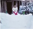  ??  ?? Johannes, 10 Jahre, hat eine Schneebar mit Schneemann bei seiner Oma gebaut.